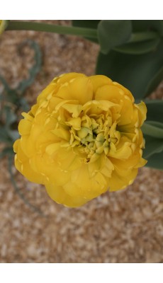 YELLOW POMPENETTE